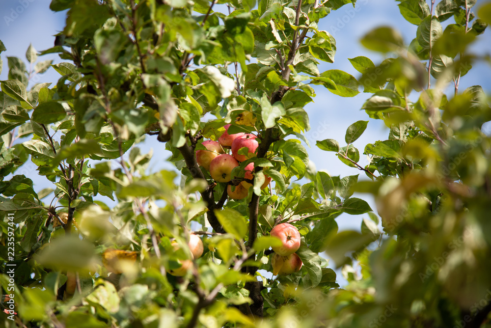 Apple tree or Summer Apples 