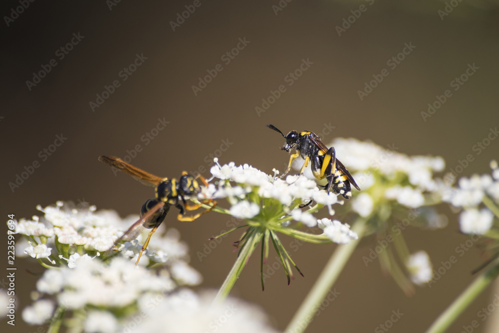 Fototapeta premium Detailed wasps on a white flower during spring