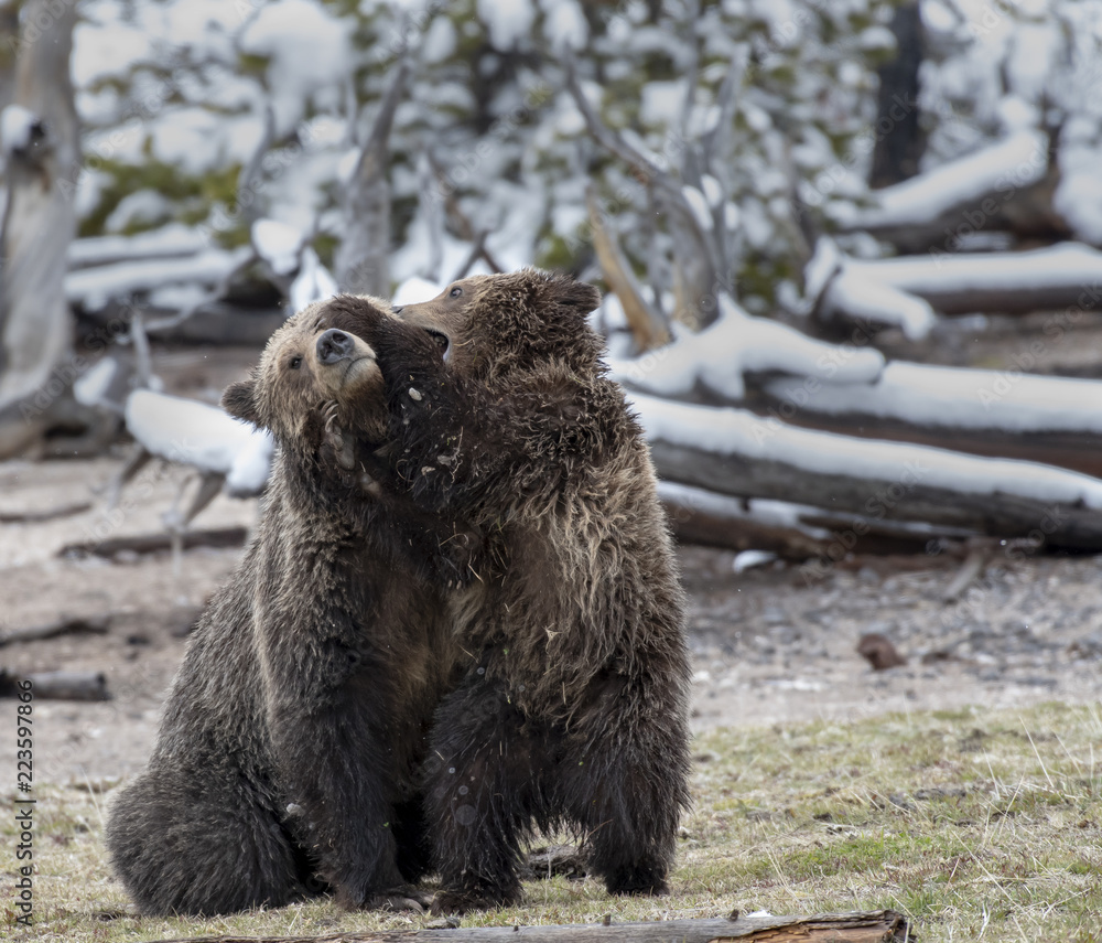 Obraz premium Grizzly Cub Playing with Mother