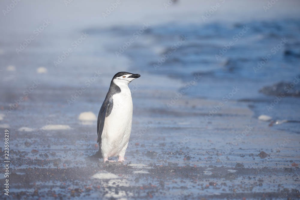 Fototapeta premium penguin in the arctic