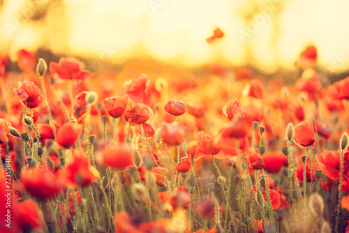 Fototapeta Naklejka Na Ścianę i Meble -  Summer wildflower background.