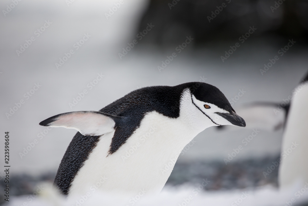 Naklejka premium penguin in the arctic
