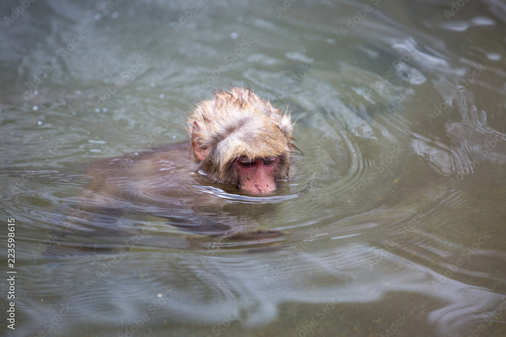 Fototapeta premium macaque monkey in a bath in japan