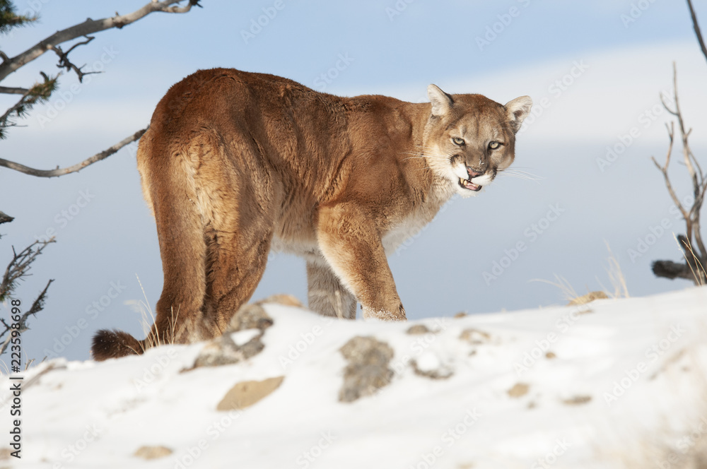 Naklejka premium Growling Cougar in Winter