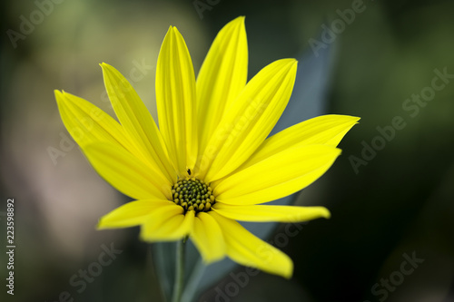 helianthus tuberosus photo