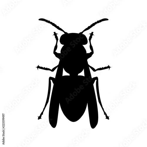 fly silhoutte clipart photo