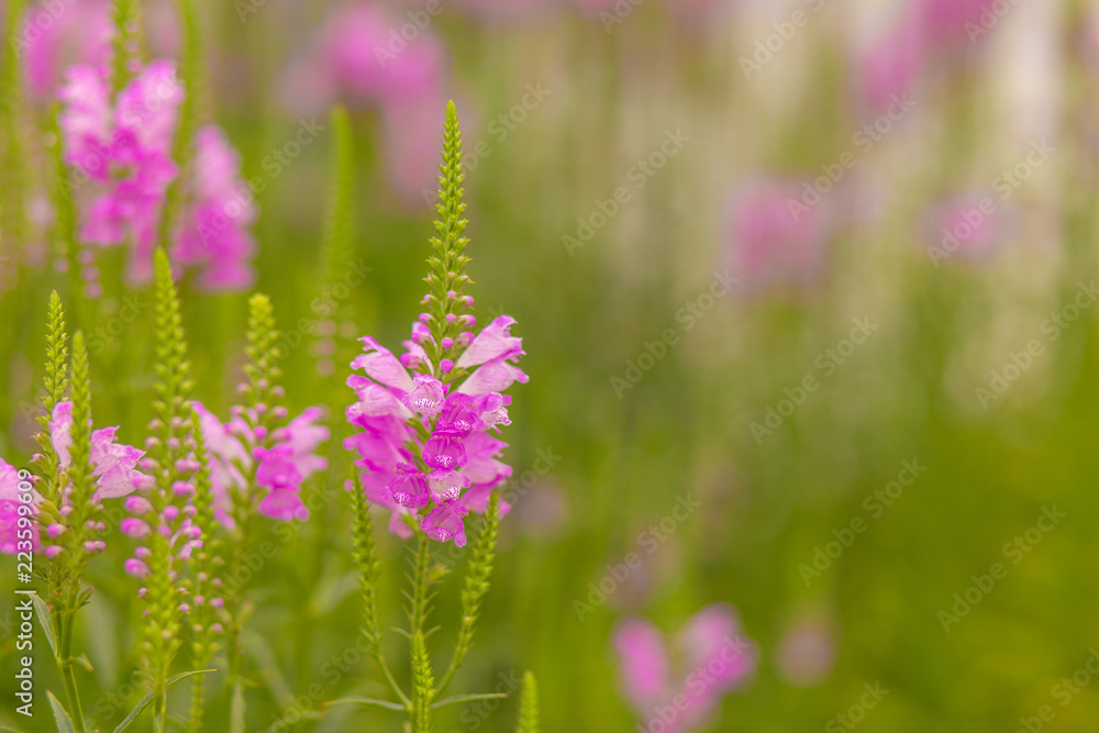 Fototapeta premium pink blooming lupines in the meadow. blurred background. Copy space for your text