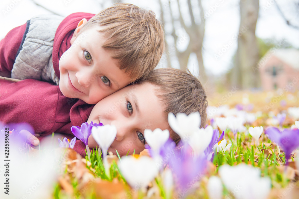 Fototapeta premium children admire the blossoming crocuses. Two cute boys cuddling on the flower meadow 