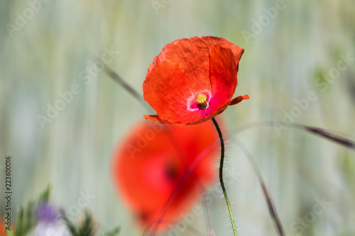 Fototapeta Naklejka Na Ścianę i Meble -  Mohnblume in voller Blüte vor natürlichen Hintergrund gut freigestellt.