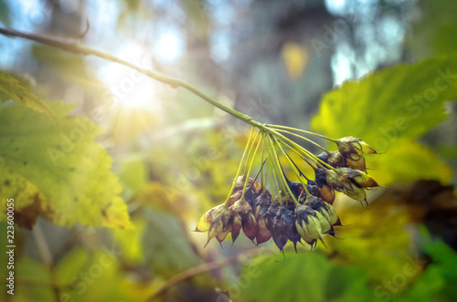 Fototapeta Naklejka Na Ścianę i Meble -  Pąki 