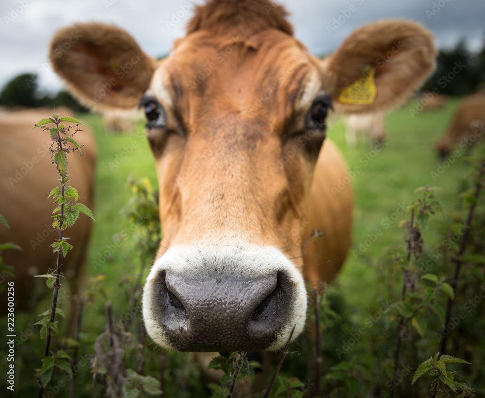 A close up portrait of a the head, nose, eyes and ears of a  brown dairy cow with ownership tag in its ear whilst in a green field.