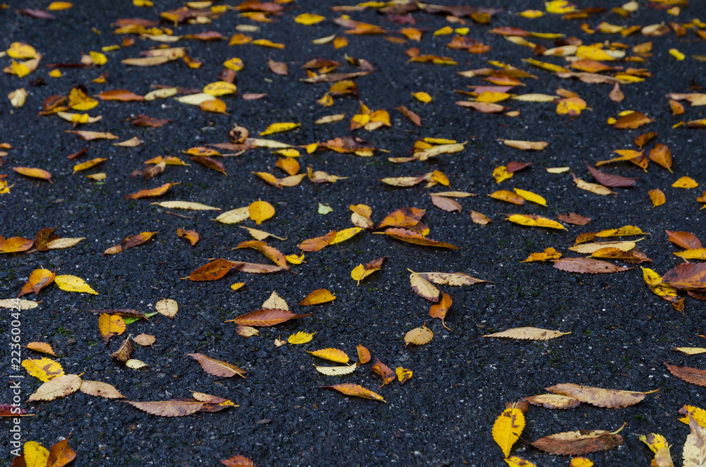 autumn leaves on wet asphalt,Kyoto Japan. autumn leaves on wet asphalt,Kyoto Japan.