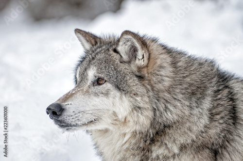 Wolf Portrait © seread