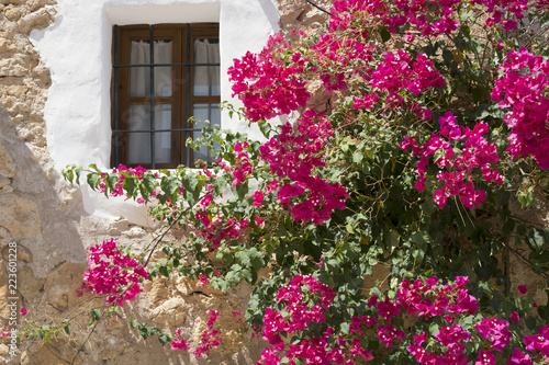 Colourful bougainvillea around the window of a Mallorca villa
