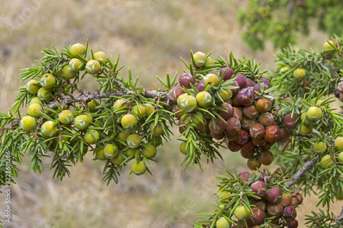 Cones of prickly juniper. photo