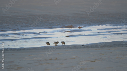 Photograph of three Little Stint on the beach of La Bota, Huelva, Spain
