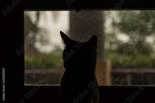 Cat Silhouette Next To Window