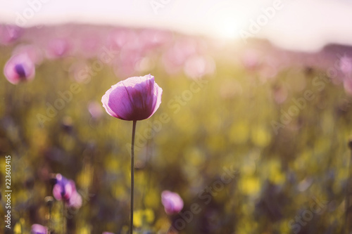 Close-up of purple poppies blooming on field during sunset photo