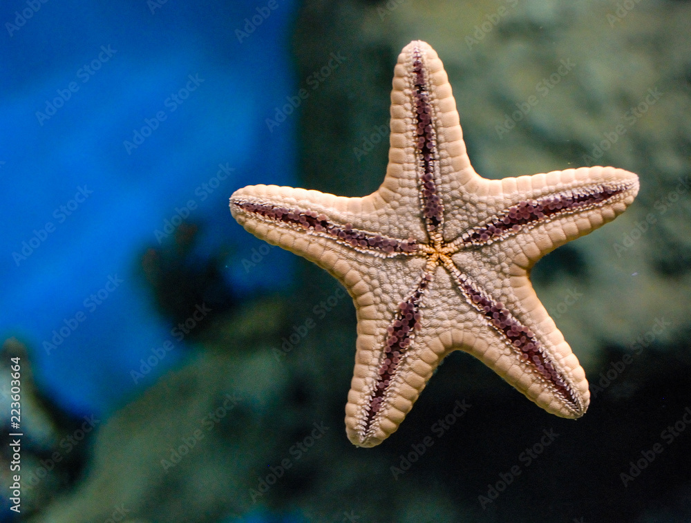 Starfish on the glass wall of the aquarium Starfish on the glass wall of the aquarium
