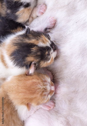 Mother cat and baby cats