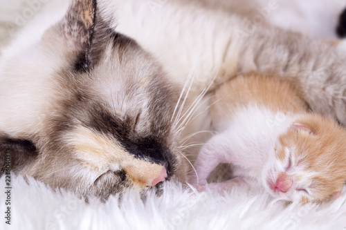 Mother cat and baby cats