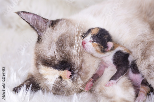 Mother cat and baby cats