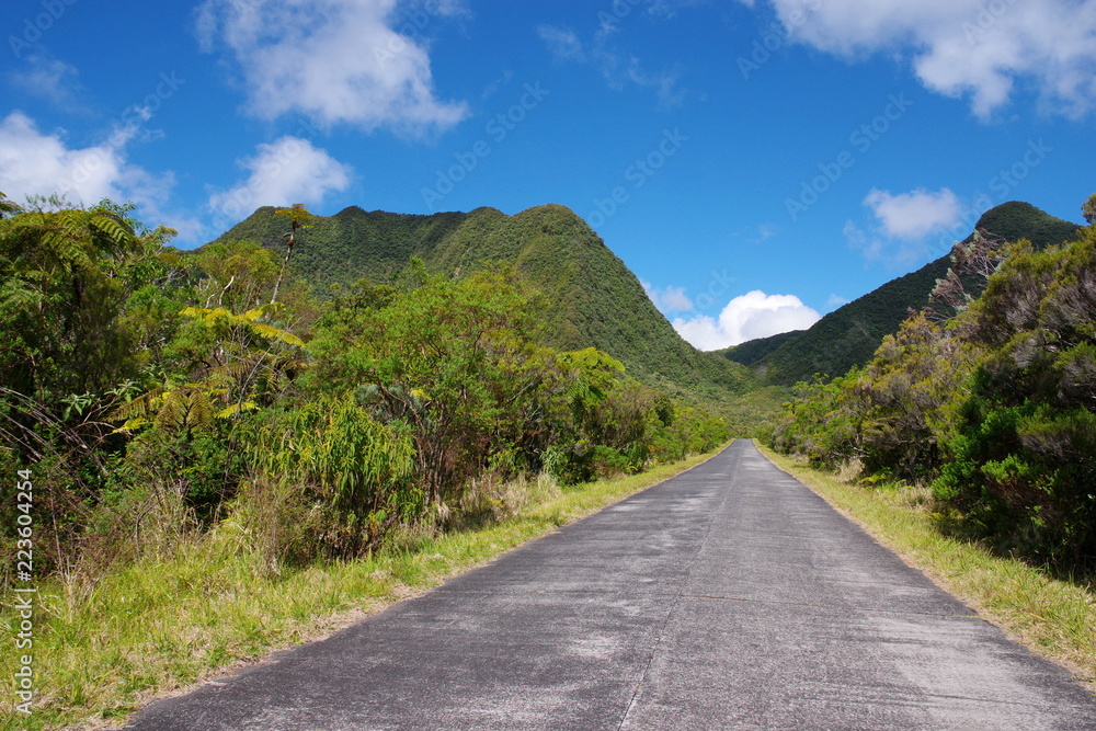 Promenade dans la forêt de Bélouve à l'île de la Réunion