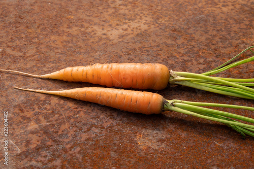 Pair of raw carrots from new harvest on rusty melallic surface background photo