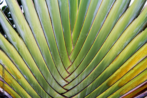 The distinctive fan shaped leaves of the Traveler Palm  Ravenala