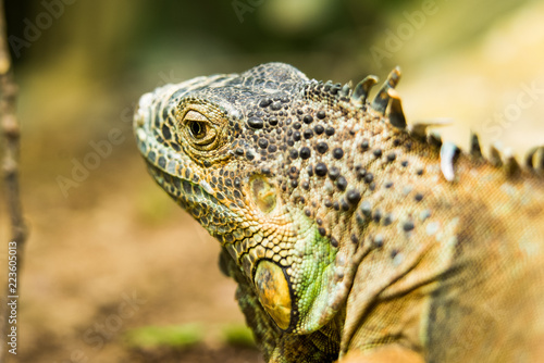 old iguana