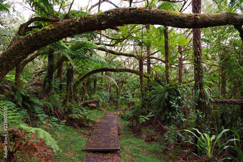 Balade dans la forêt de Bélouve (île de la Réunion) 