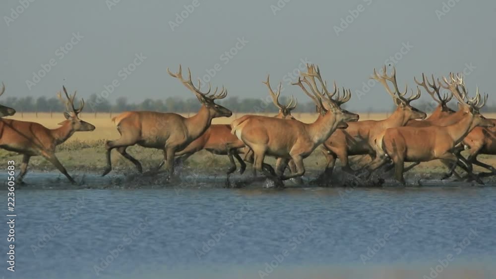 Group of wild deers run from a water with splashes and mud in slow-motion (1/2 of realtime, 25 fps, 1080p) Group of wild deers run from a water with splashes and mud in slow-motion (1/2 of realtime, 25 fps, 1080p)