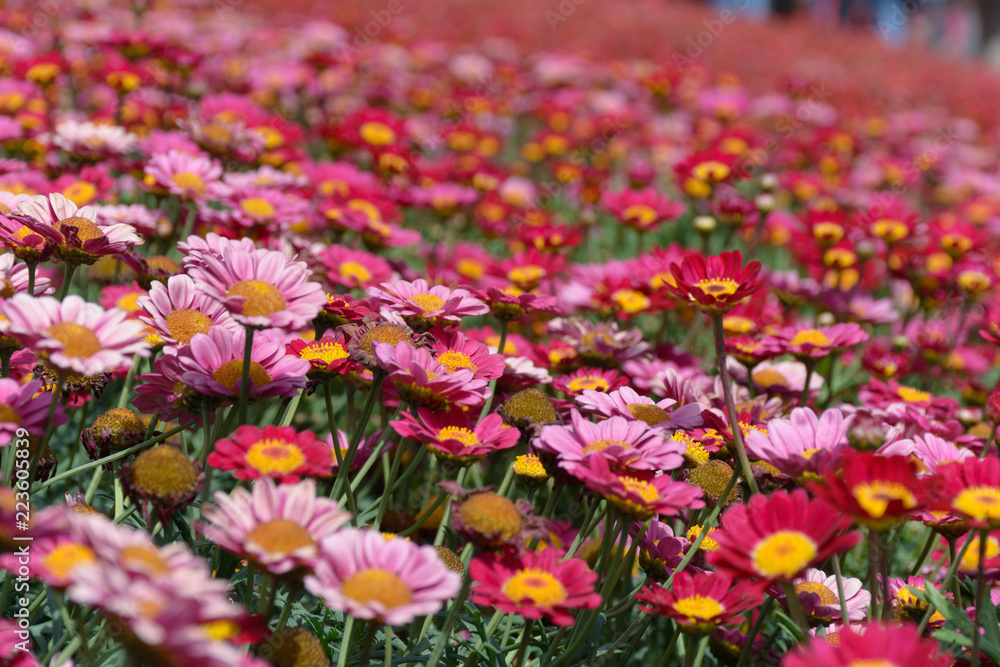 Letto di margherite rosse e rosa Letto di margherite rosse e rosa
