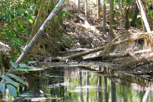 Rain forest