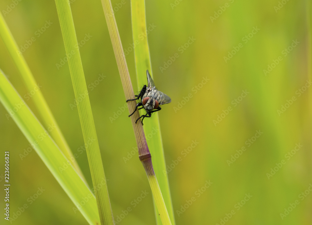 Close-up of fly on plant Close-up of fly on plant