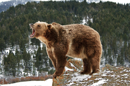 Angry Grizzly Bear on Rocks