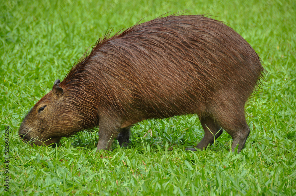 Capybara in the Botanical garden in Rio Capybara in the Botanical garden in Rio