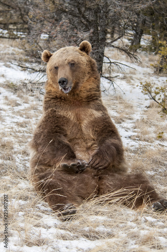 Wallpaper Mural Grizzly Sitting by Tree Torontodigital.ca