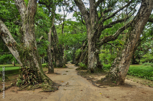 Mangrove trees in Brazil