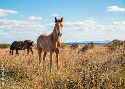 Beautifully young horses © Baronb
