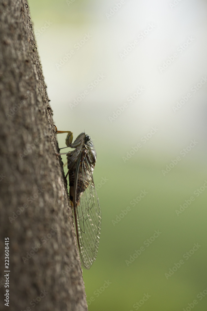 Close-up of cicada on tree trunk Close-up of cicada on tree trunk