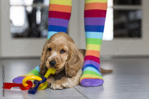 Low section of girl wearing colorful stockings standing by young English Cocker Spaniel on floor at home photo