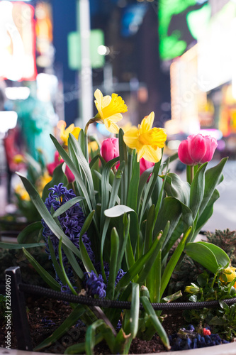 Spring in Time Square