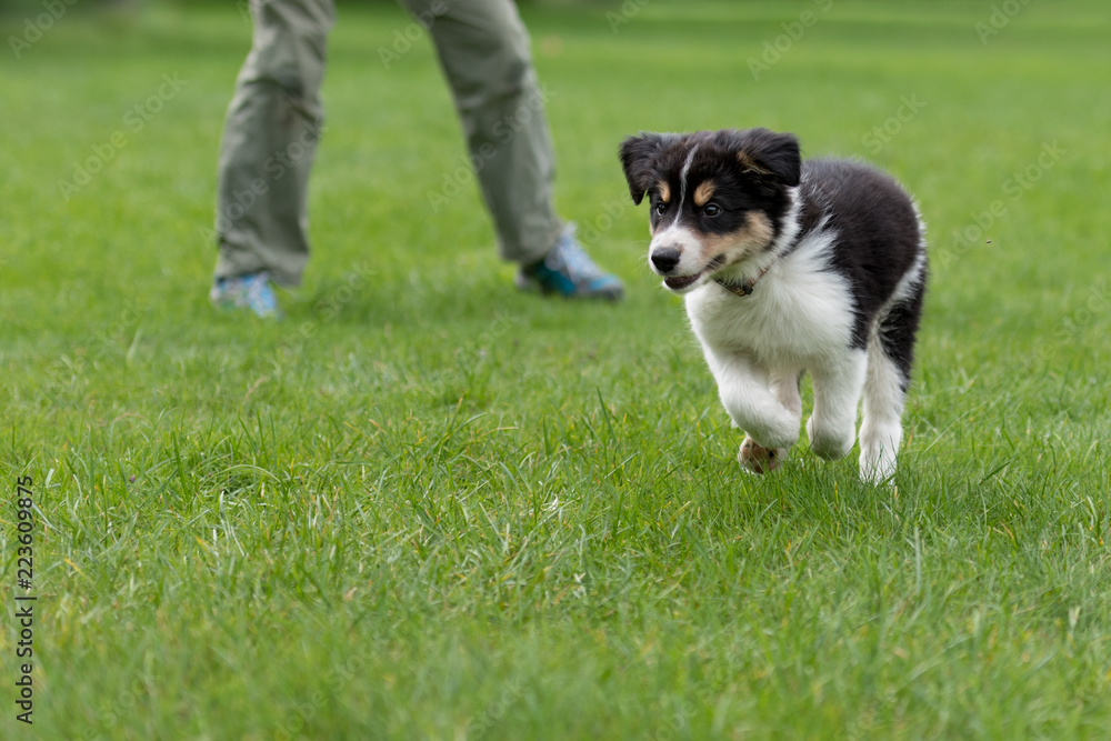 Dog handler is busy with his Border Collie puppy. Doggy 8 weeks old Dog handler is busy with his Border Collie puppy. Doggy 8 weeks old