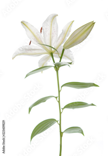 white lily © anphotos99