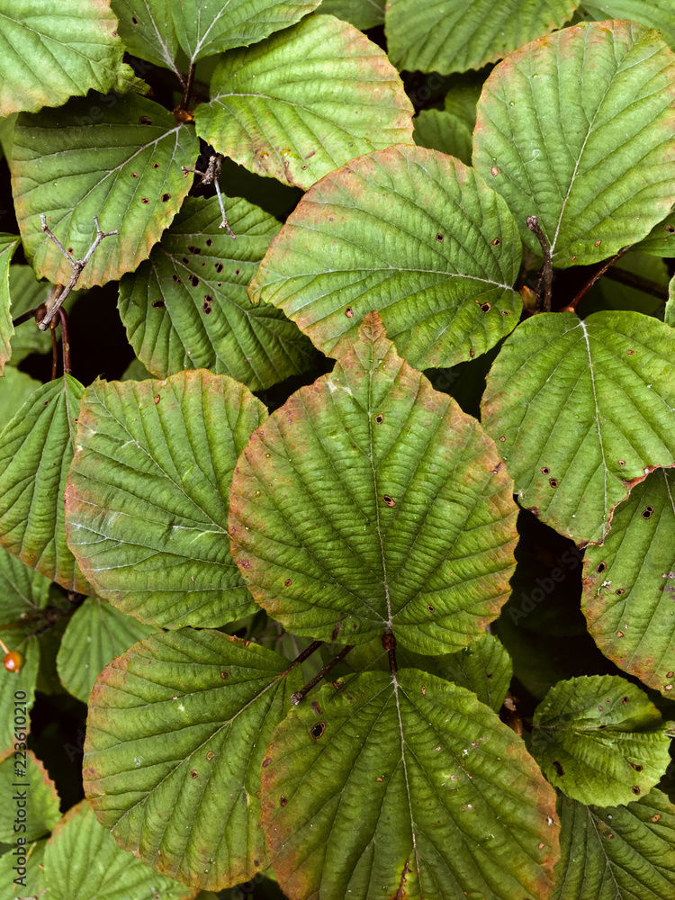 Wide leaves of tropical plants background. Green plant texture Wide leaves of tropical plants background. Green plant texture
