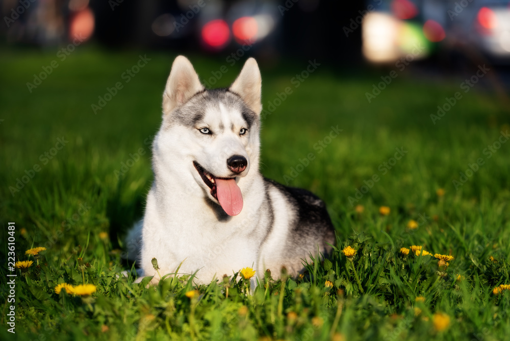 An evening portrait of a Siberian husky who is lying down at grass at the city park. There are some dandelions around her. A grey & white female husky bitch has blue eyes.