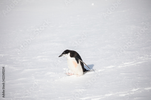 penguin in the arctic © sarah