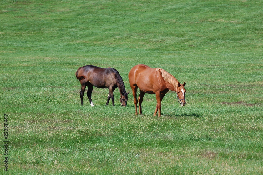 Horses