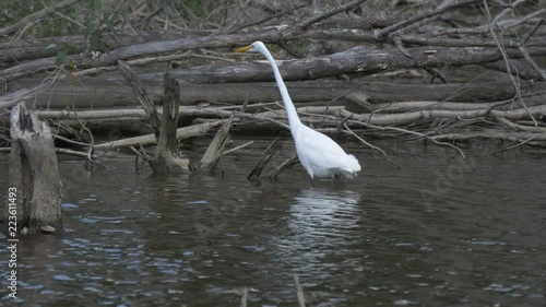 Great egret2 - catches fish 4K photo